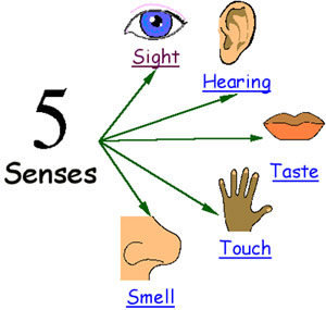 Five sense organs of the body