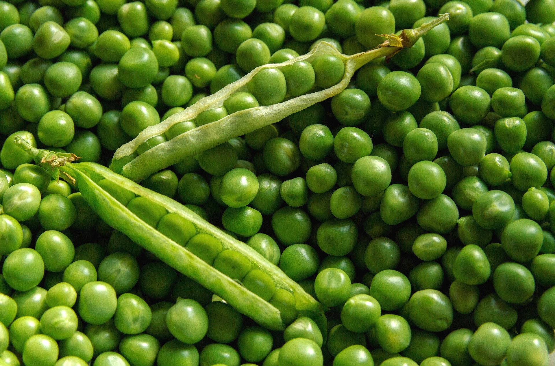 Growing Peas: Planting, Growing, and Harvesting Pea Plants | The Old Farmer's Almanac